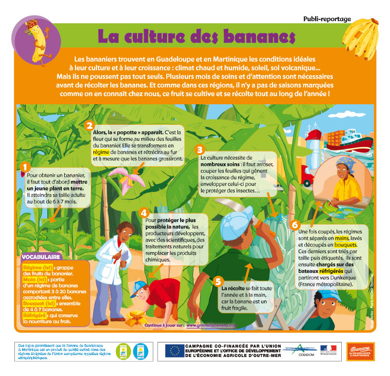 Les Fiches du Petit Quotidien La Banane de Guadeloupe & Martinique